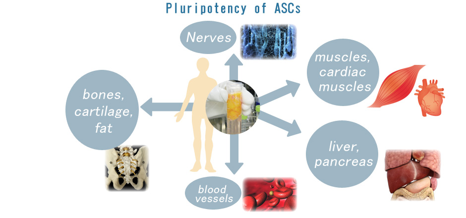 Pluripotency of ASCs 